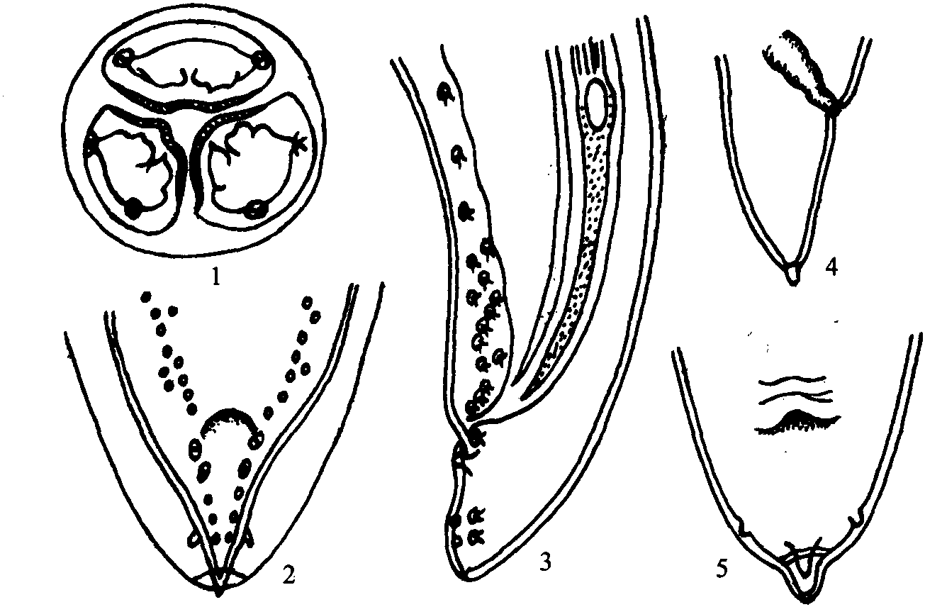 似蚓蛔蟲(chóng)